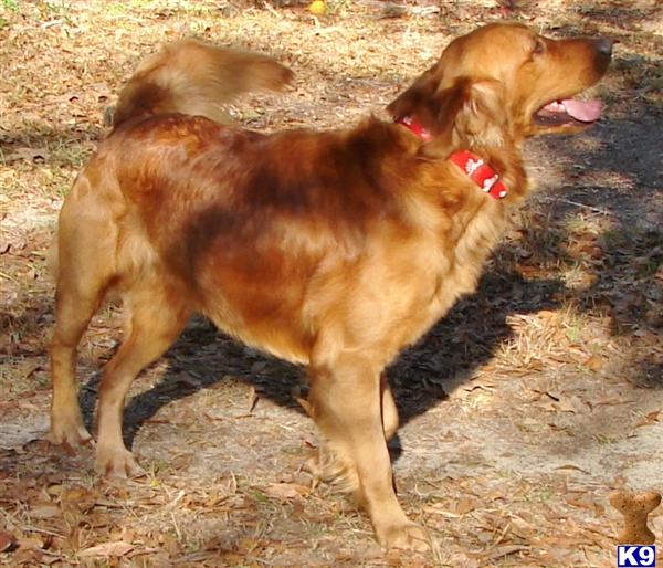Stud Dogs in AL